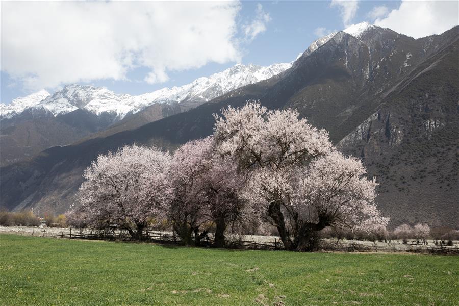 CHINA-TIBET-BOMI-PEACH BLOSSOM (CN)