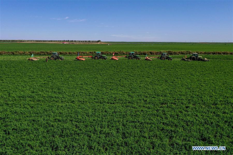 CHINA-INNER MONGOLIA-AR HORQIN-ALFALFA PASTURE (CN)