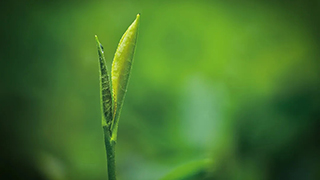 這片樹葉，改變了世界！