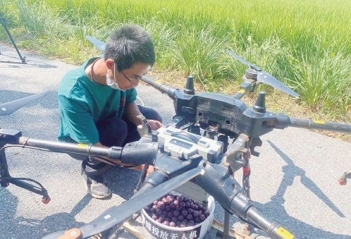 无人机投放“天敌”守护京西稻 无人机投放“天敌”守护京西稻