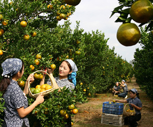 2017年我國(guó)將擴(kuò)大國(guó)家農(nóng)產(chǎn)品質(zhì)量安全縣創(chuàng)建范圍