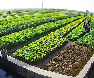 農(nóng)業(yè)部確定第二批國(guó)家農(nóng)產(chǎn)品質(zhì)量安全縣(市)創(chuàng)建試點(diǎn)單位