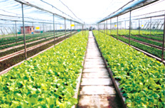 “三個(gè)覆蓋”力推農(nóng)村基礎(chǔ)設(shè)施建設(shè)