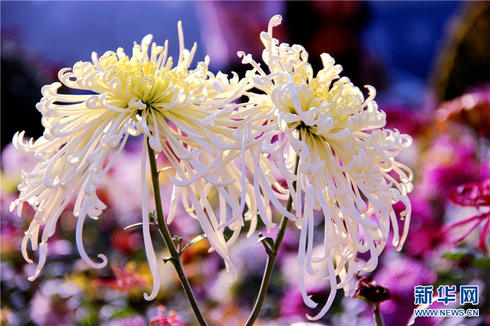 金秋時(shí)節(jié)，菊潤(rùn)車城