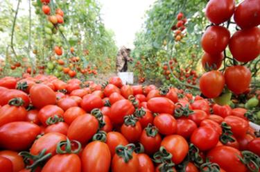山東棗莊:紅火的溫室大棚