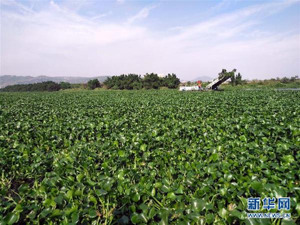 （圖文互動(dòng)）（4）“白練”變“黑龍”，江河變“草原”－－粵東母親河為何污染20多年難治理？