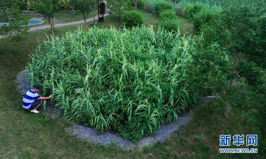 （在習(xí)近平新時(shí)代中國(guó)特色社會(huì)主義思想指引下——新時(shí)代新作為新篇章·圖文互動(dòng)）（4）稀奇！治污濕地成了休閑公園——江蘇蘇州全域推進(jìn)農(nóng)村生活污水治理