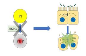 PI3P缺失導(dǎo)致上皮細(xì)胞連接破壞，最終招募中性粒細(xì)胞，發(fā)生急性炎癥