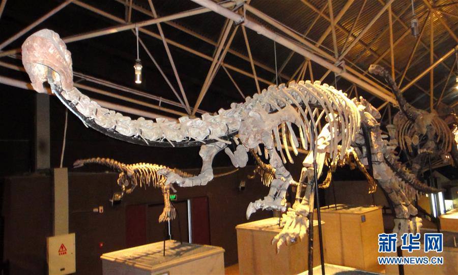 (圖文互動)(1)云南祿豐發(fā)現基干蜥腳型類恐龍新屬種“孫氏彝州龍”