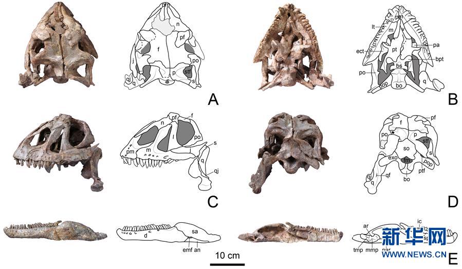 (圖文互動)(3)云南祿豐發(fā)現基干蜥腳型類恐龍新屬種“孫氏彝州龍”