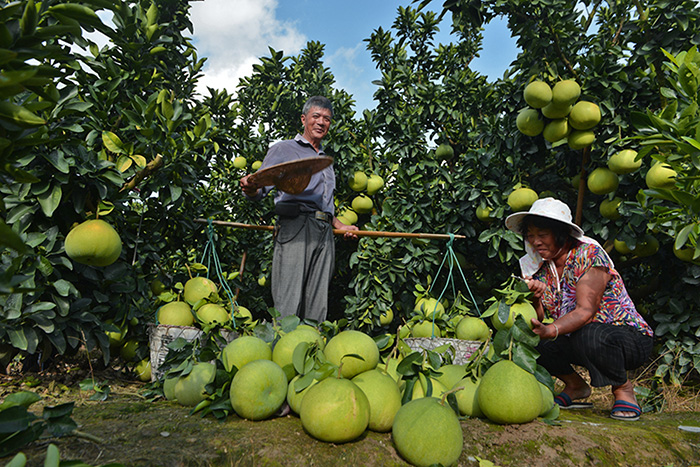秋收的中國，你想象不到的美！但更美的是……