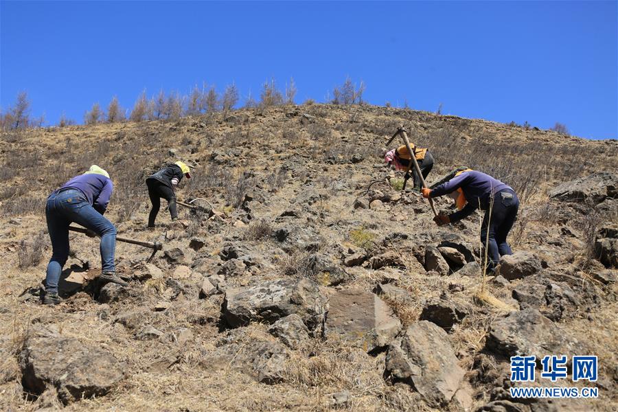 （新華全媒頭條·圖文互動(dòng)）（8）那一抹綠色，走進(jìn)越來越多人心里——河北塞罕壩續(xù)寫新時(shí)代綠色傳奇