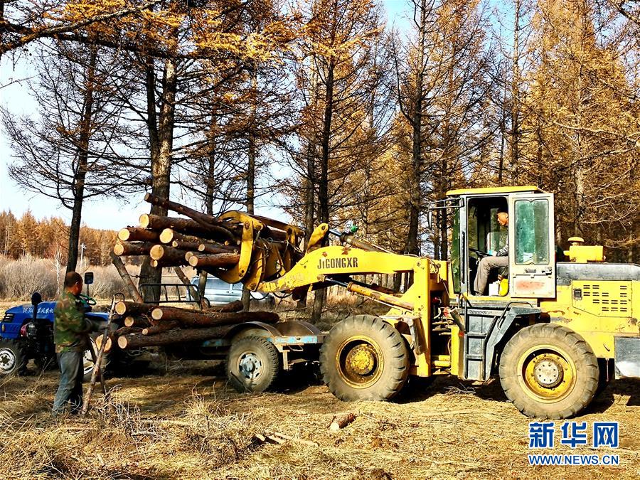 （新華全媒頭條·圖文互動(dòng)）（7）那一抹綠色，走進(jìn)越來越多人心里——河北塞罕壩續(xù)寫新時(shí)代綠色傳奇