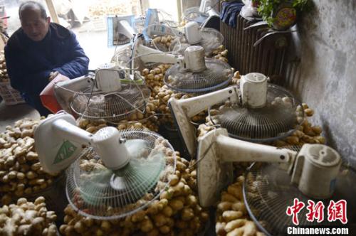 資料圖：山西太原蔬菜批發(fā)市場，姜販用多臺電風扇風干新鮮潮濕的生姜。<a target='_blank' ><p  align=