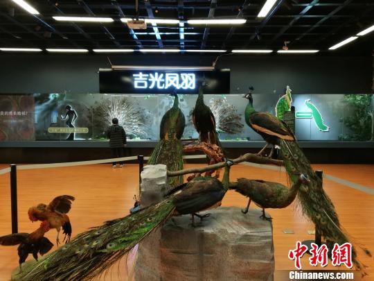 先有雞還是先有蛋？這個科普展覽有點“不一般”