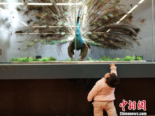 圖為展覽現(xiàn)場?！『h航 攝