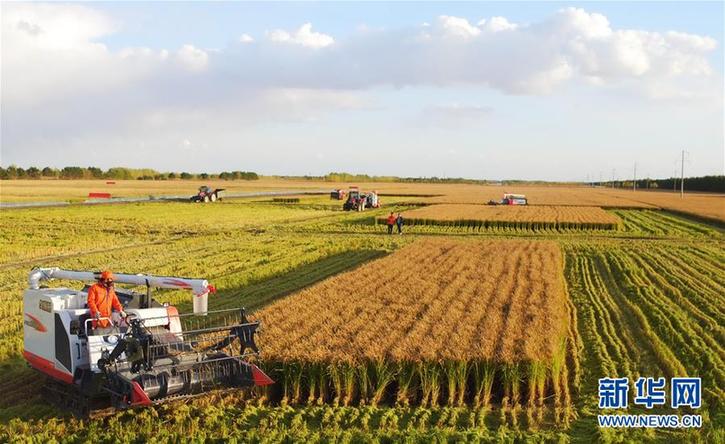 (在習近平新時代中國特色社會主義思想指引下——新時代新作為新篇章·鄉(xiāng)村振興戰(zhàn)略·圖文互動)(2)“十五連豐”譜新篇——端牢“中國飯碗”的龍江實踐