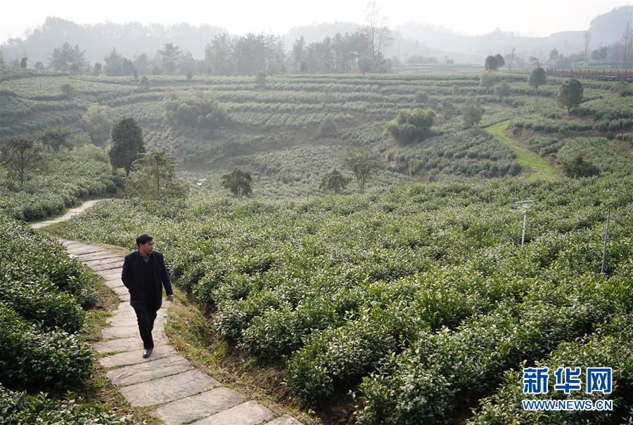 (在習(xí)近平新時(shí)代中國特色社會(huì)主義思想指引下——新時(shí)代新作為新篇章·鄉(xiāng)村振興戰(zhàn)略·圖文互動(dòng))(1)老支書王興強(qiáng)的新“茶事”