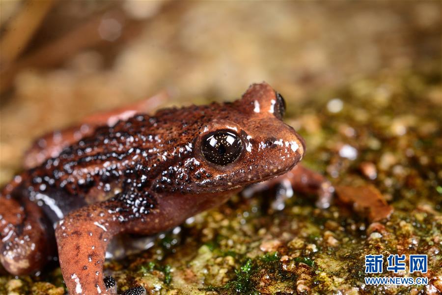 (圖文互動(dòng))(2)云南高黎貢山發(fā)現(xiàn)兩棲動(dòng)物新種“騰沖齒突蟾”