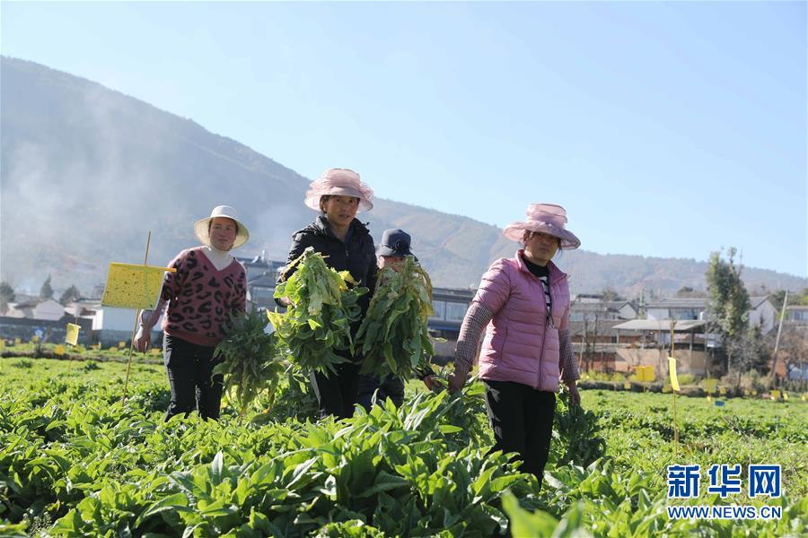 (新春走基層·圖文互動(dòng))(1)“蒜農(nóng)”不種蒜 買(mǎi)蒜過(guò)除夕——洱海農(nóng)業(yè)綠色轉(zhuǎn)型見(jiàn)聞