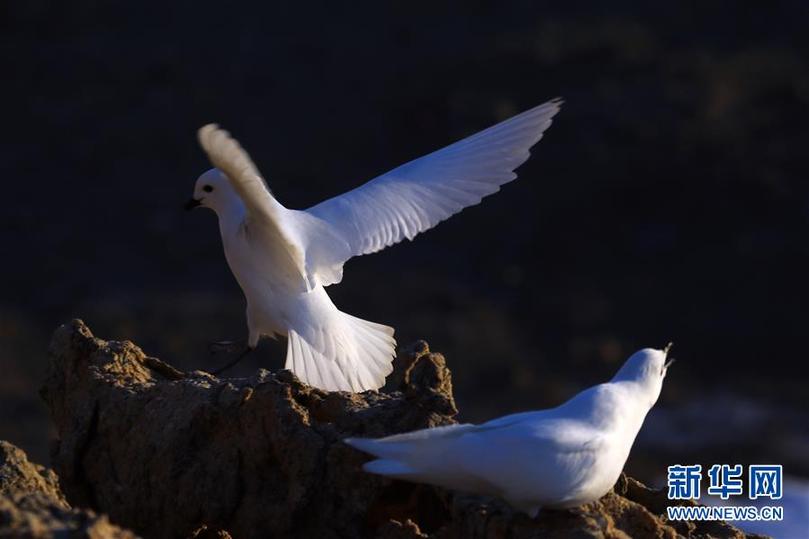 (第35次南極科考·圖文互動)(1)中國首次利用紅外相機(jī)自動監(jiān)測南極雪海燕