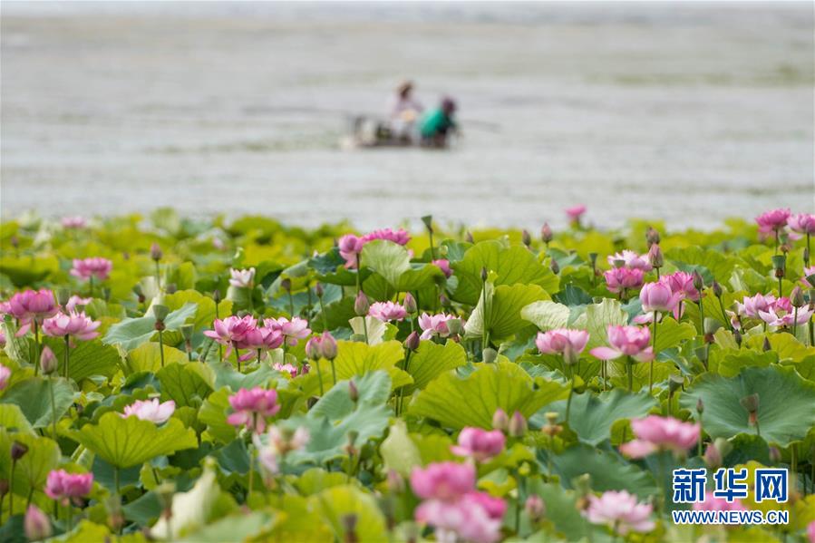 (在習(xí)近平新時(shí)代中國(guó)特色社會(huì)主義思想指引下——新時(shí)代新作為新篇章·圖文互動(dòng))(9)高原春來(lái)早 云嶺開新篇