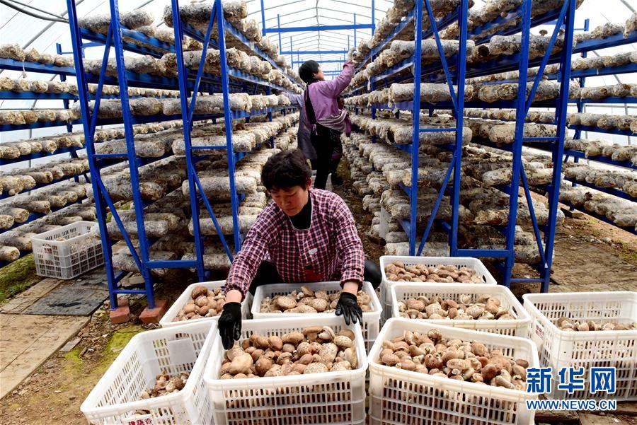 (走基層 聽民聲)(1)河南汝陽(yáng):特色產(chǎn)業(yè)助力精準(zhǔn)脫貧