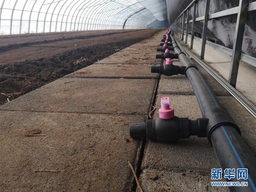 (在習(xí)近平新時代中國特色社會主義思想指引下——新時代新作為新篇章·圖文互動)(3)黑土地上感受“中國飯碗”新變化