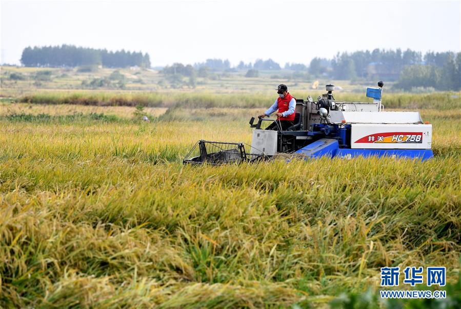 （新華全媒頭條·愛國(guó)情 奮斗者·圖文互動(dòng)）（6）一個(gè)村的奮斗，一個(gè)時(shí)代的巨變——記敢“蹚新路”的小崗人