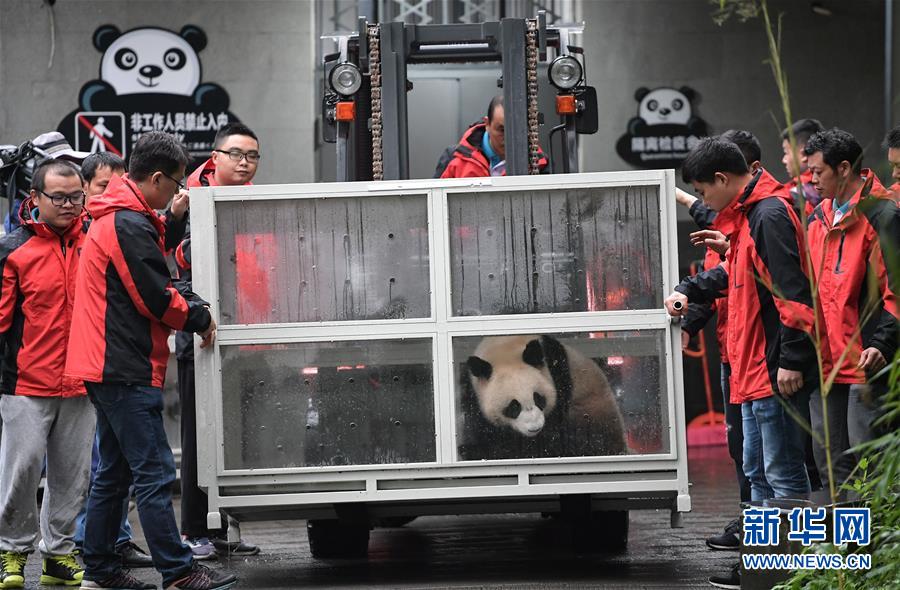 (社會)(5)大熊貓“如意”“丁丁”啟程前往俄羅斯
