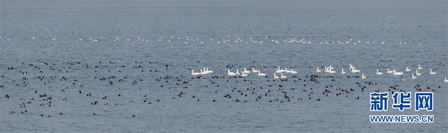 (生態(tài)文明建設(shè)·圖文互動)(1)從亂河灘到“鳥的天堂”——一名攝影師鏡頭里的“生態(tài)變奏曲”