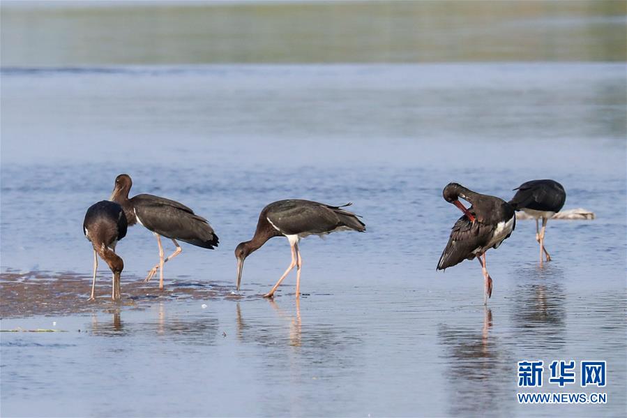 (生態(tài)文明建設(shè)·圖文互動)(5)從亂河灘到“鳥的天堂”——一名攝影師鏡頭里的“生態(tài)變奏曲”