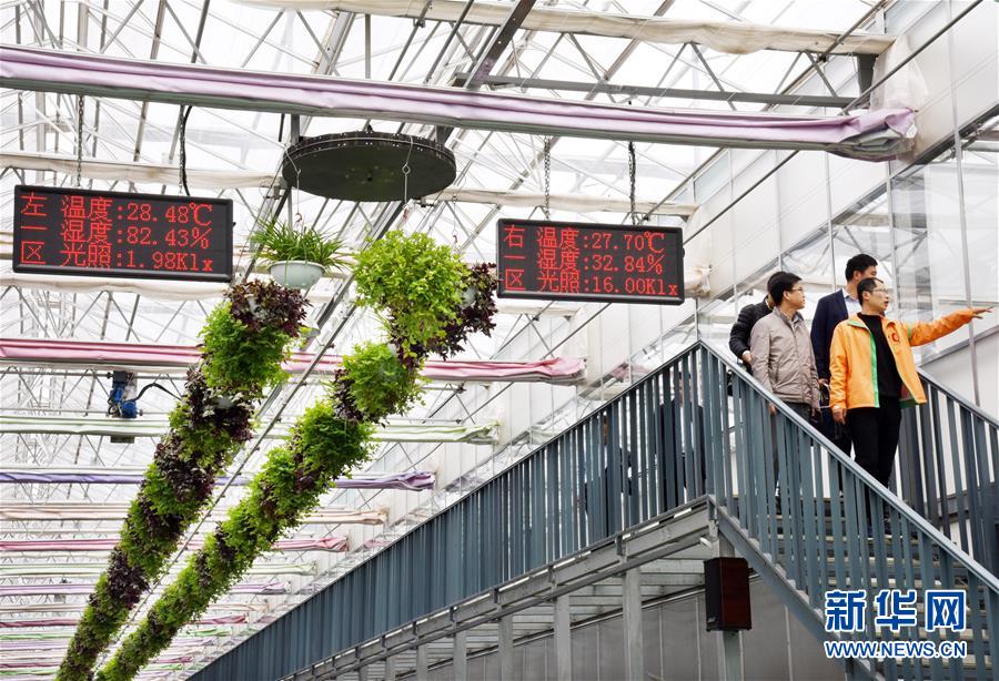 (壯麗70年·奮斗新時(shí)代·圖文互動(dòng))(2)山東壽光:一棵“菜”興一座城