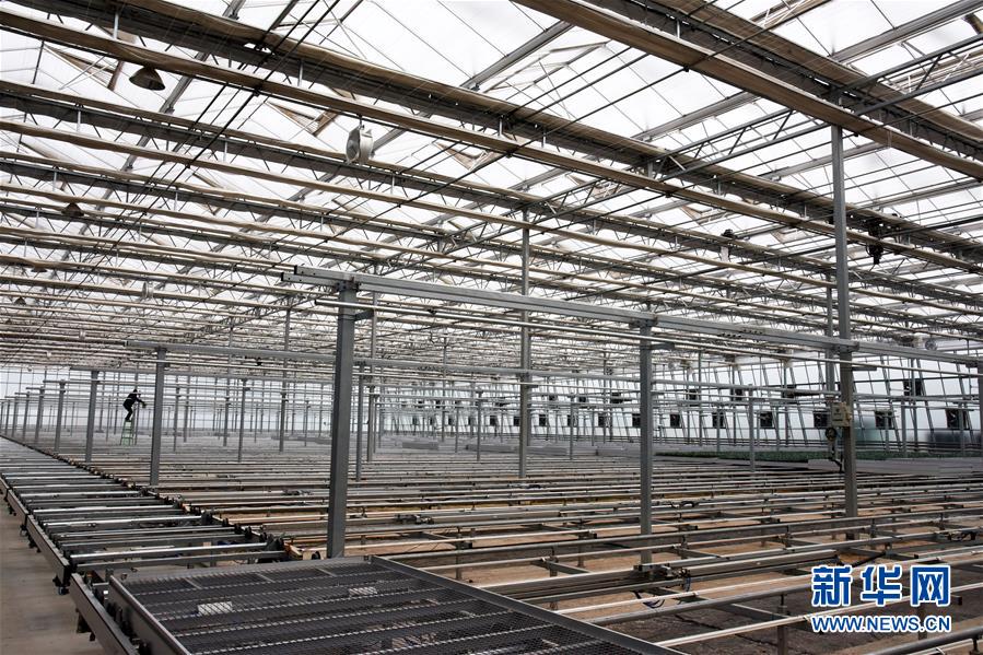 (壯麗70年·奮斗新時(shí)代·圖文互動(dòng))(9)山東壽光:一棵“菜”興一座城