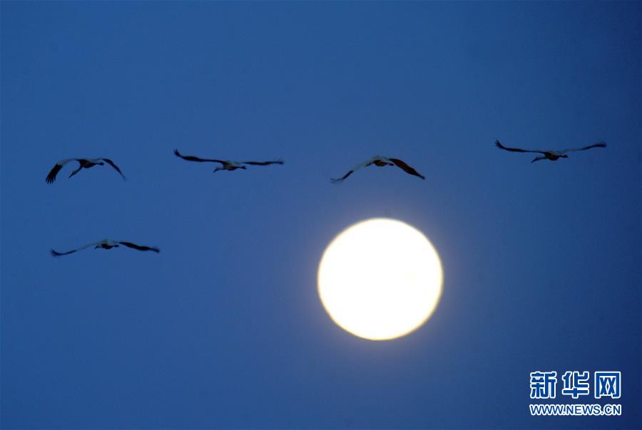 (北京世園會·圖文互動)(1)吉林分區(qū)域推進(jìn)生態(tài)保護(hù) 讓綠色發(fā)展底氣更足