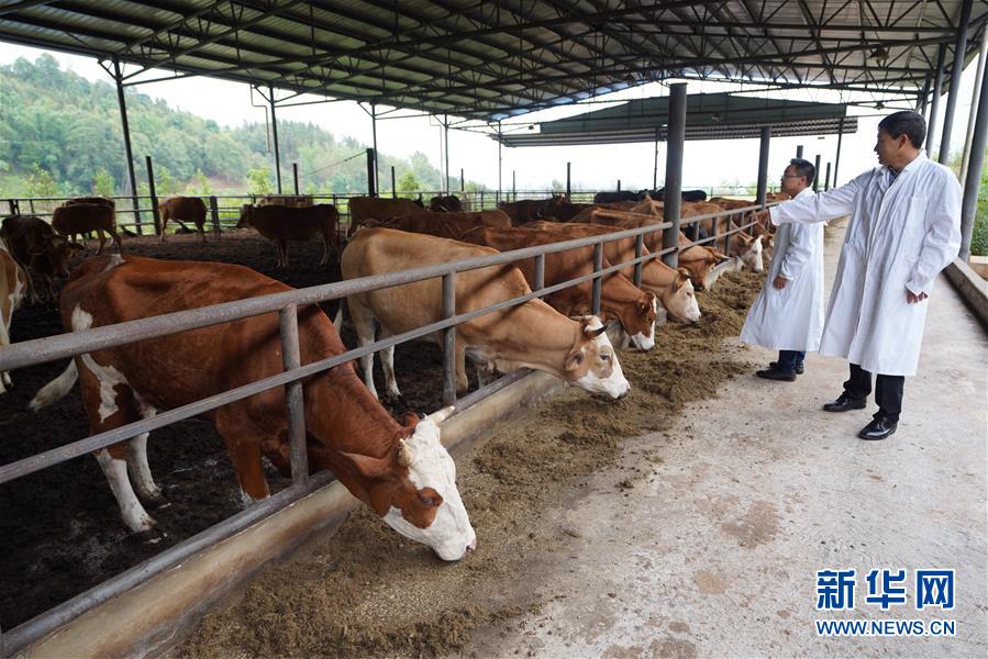（直過民族脫貧攻堅(jiān)·圖文互動）（4）“人類童年·西盟佤部落”成長記