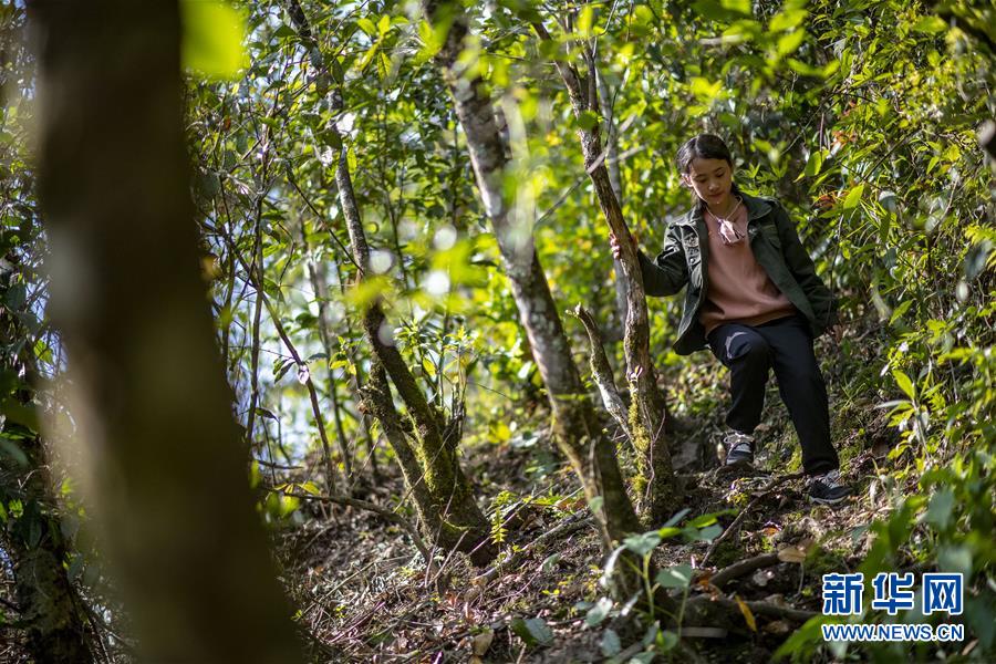 (直過民族脫貧攻堅·圖文互動)(6)滿目青山變成“綠色銀行”——我國獨龍族人民走出綠色脫貧之路