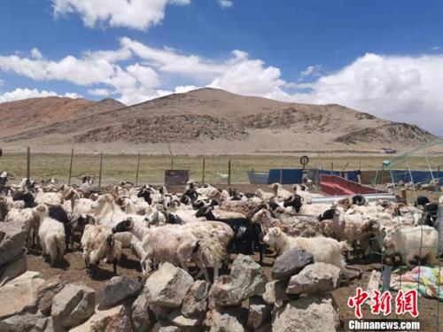 圖為羊群正從羊圈里出來(lái)。 謝藝觀 攝