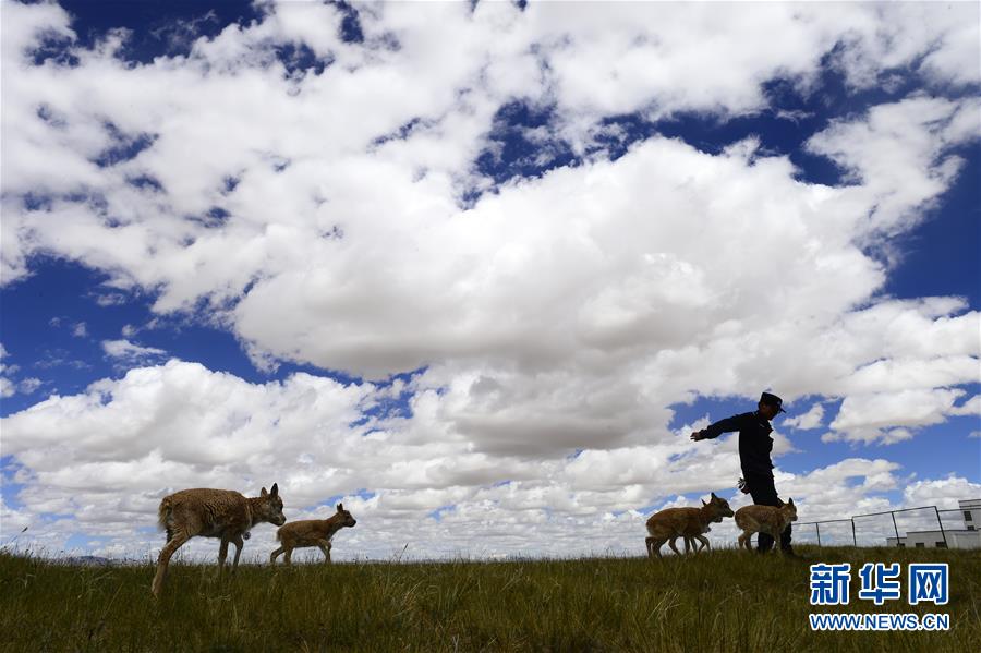 （今日關(guān)注·第一屆國家公園論壇·圖文互動）（5）首個國家公園什么樣？專家?guī)阆?ldquo;睹”為快