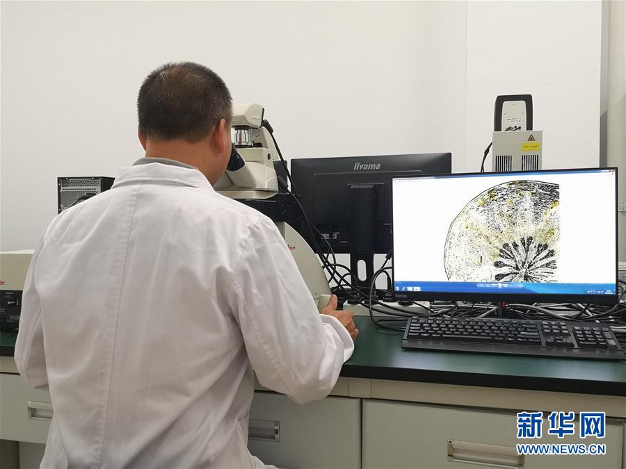 （新華調查·新中國考古重大發(fā)現·圖文互動）（5）?；韬睿翰粌H僅是“黃金大墓”