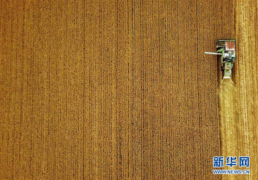 (新華全媒頭條·圖文互動)(7)大國糧倉的新時代交響——河南農(nóng)業(yè)70年觀察