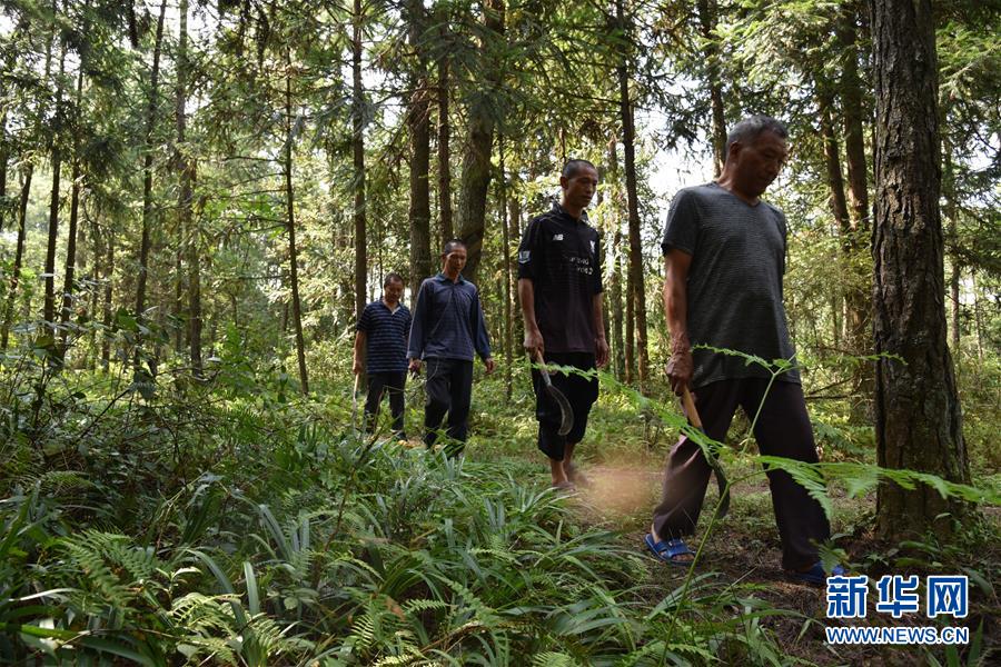 （愛國情 奮斗者·圖文互動(dòng)）（1）貴州印江高石坎護(hù)林隊(duì)：半輩子，以林場(chǎng)為家