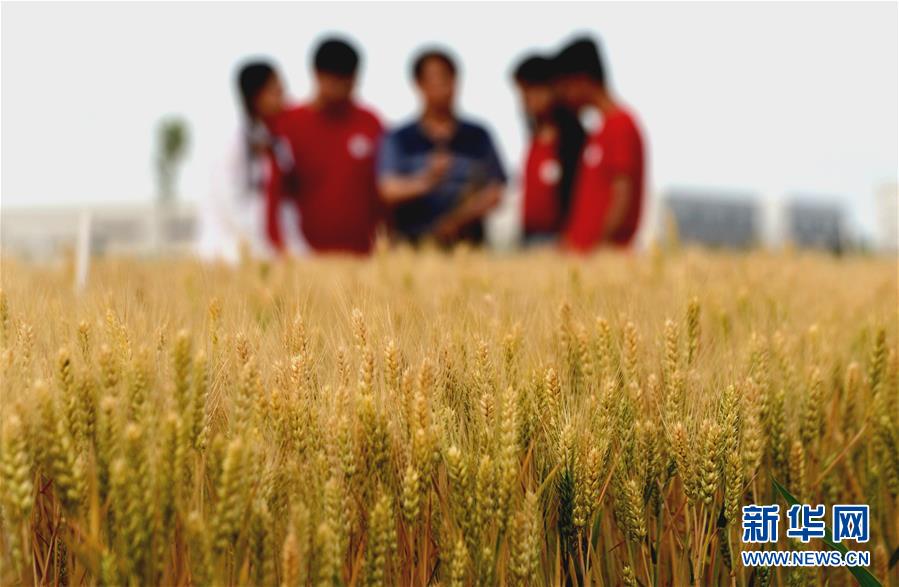 （在習(xí)近平新時(shí)代中國(guó)特色社會(huì)主義思想指引下——新時(shí)代新作為新篇章·總書(shū)記關(guān)心的百姓身邊事·圖文互動(dòng)）（2）“農(nóng)”字頭照樣“大”作為——豐收時(shí)節(jié)看涉農(nóng)高校人才在希望的田野