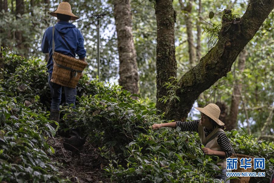 (新華全媒頭條·決戰(zhàn)決勝脫貧攻堅(jiān)·圖文互動)(3)為了人與自然和諧共生——云南“三江并流”地區(qū)決戰(zhàn)精準(zhǔn)脫貧的“生態(tài)畫卷”