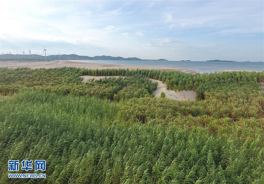 （不忘初心、牢記使命·圖文互動(dòng)）（2）拳拳寸草心 濃濃報(bào)國情——記“菌草之父”林占熺