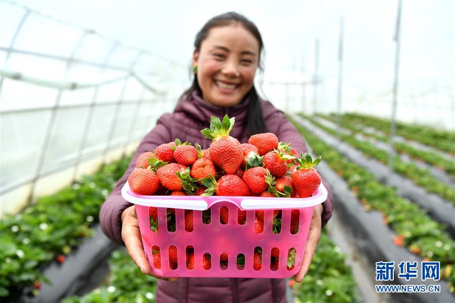 (新華全媒頭條·決戰(zhàn)決勝脫貧攻堅·圖文互動)(2)歷史的決戰(zhàn) 偉大的創(chuàng)舉——“世界屋脊”上的反貧困奇跡