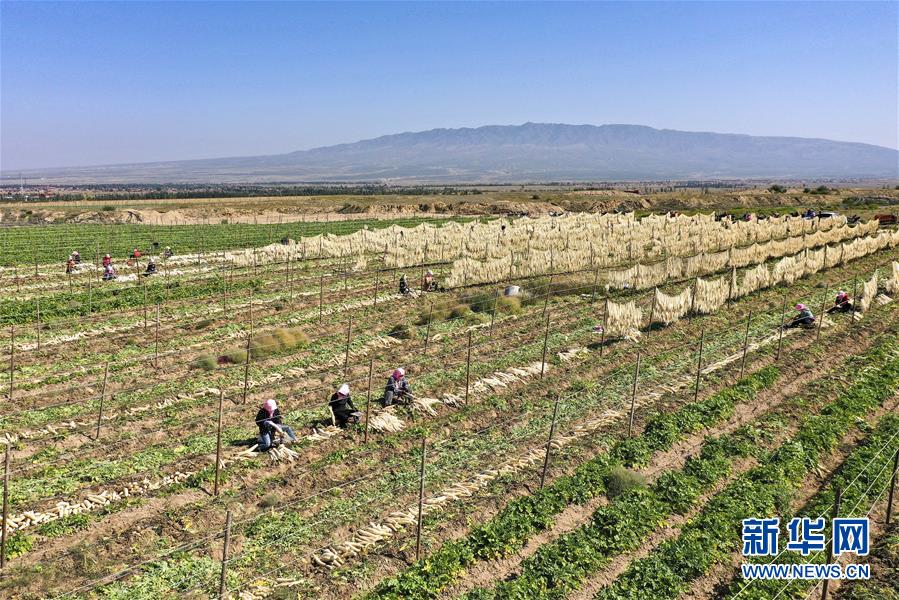 (新華全媒頭條·圖文互動(dòng))(13)從水困到水興——寧夏“水樣本”中的發(fā)展密碼