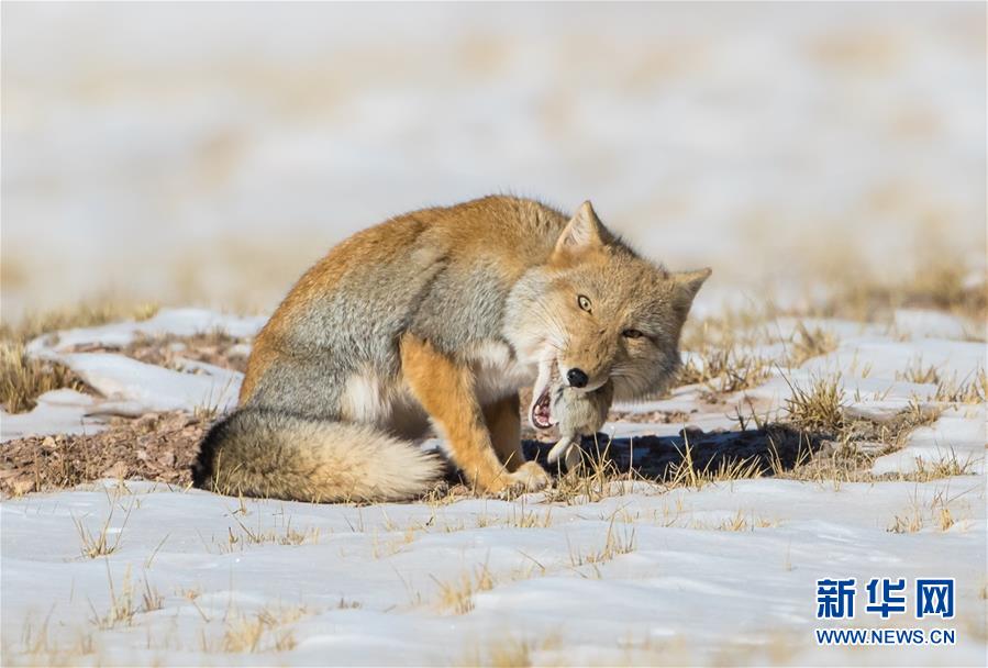 (圖文互動(dòng))(2)第二次青藏高原科考成果表明三江源生態(tài)持續(xù)向好