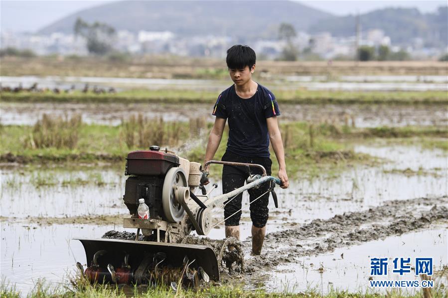 (社會)(1)廣西桂平:春耕正當時