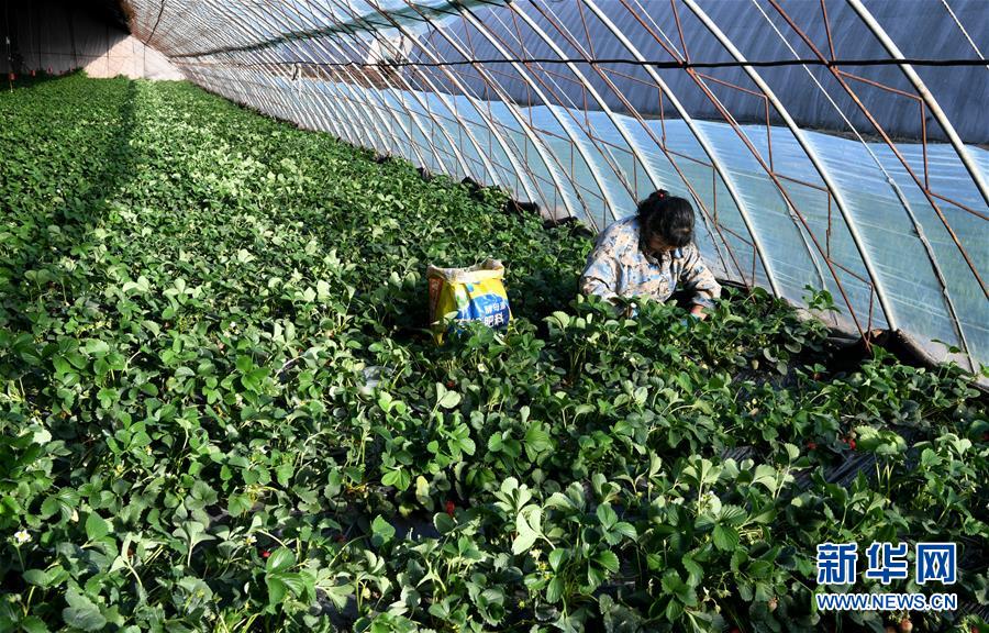 （在習(xí)近平新時(shí)代中國(guó)特色社會(huì)主義思想指引下——新時(shí)代新作為新篇章·習(xí)近平總書(shū)記關(guān)切事·圖文互動(dòng)）（3）戰(zhàn)“疫”要?jiǎng)艜r(shí)，戰(zhàn)“貧”再加把勁！——中央各部門(mén)助力脫貧攻堅(jiān)很給力